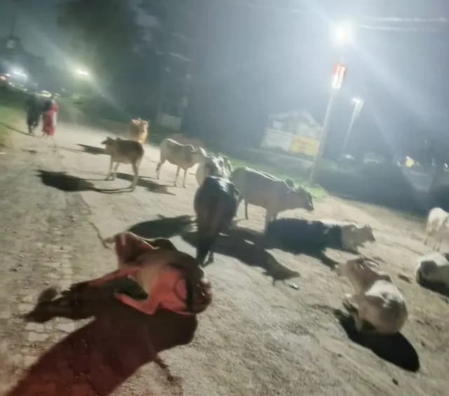 Sonbhadra news : लावारिस पशुओं का सड़कों पर डेरा, शासनादेश की खुलेआम उड़ाई जा रही धज्जियाँ