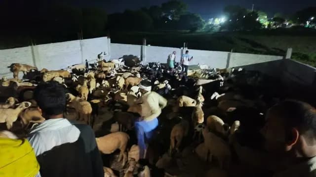 भेड़ मालिक की निर्मम हत्या कर दो सौ भेड़ो की चोरी मामले में बिहार पुलिस में एक को किया गिरफ्तार