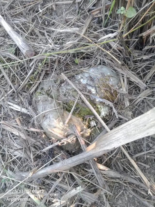 Shahjahanpur news : बाघ ने बकरी को बनाया अपना निवाला, दहशत में ग्रामीण