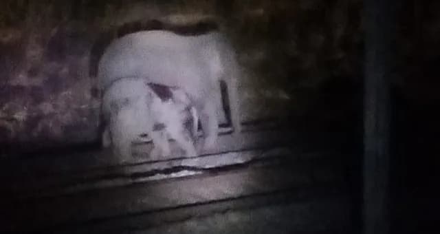 बरकाकाना-बरवाडीह रेल खंड में रेलवे ट्रैक पर जंगली हाथियों के झुंड ने डाला डेरा, अधिकारी सतर्क 