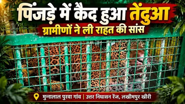 Lakhimpur kheri news : पिंजड़े में कैद हुआ तेंदुआ, ग्रामीणों ने ली राहत की सांस
