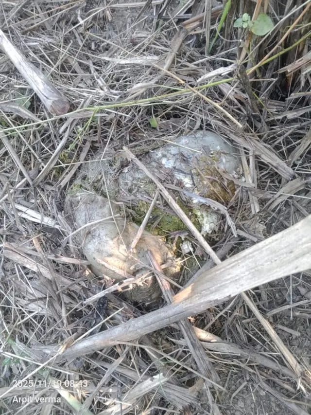 Shahjahanpur news : बाघ ने बकरी को बनाया अपना निवाला, दहशत में ग्रामीण